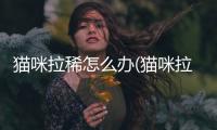貓咪拉稀怎么辦(貓咪拉稀會自愈嗎)