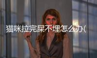 貓咪拉完屎不埋怎么辦(為什么貓咪拉完屎很興奮)