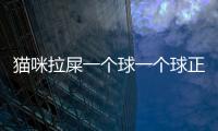 貓咪拉屎一個球一個球正常嗎(貓咪拉屎一個球一個球也不愿意動)