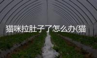 貓咪拉肚子了怎么辦(貓咪拉肚子一直不好怎么辦)