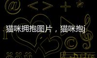 貓咪擁抱圖片，貓咪抱jio表情包