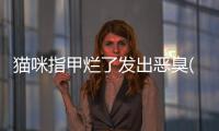 貓咪指甲爛了發出惡臭(貓咪指甲爛了流膿)