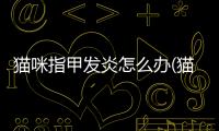 貓咪指甲發炎怎么辦(貓咪指甲真菌感染用什么藥)