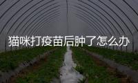 貓咪打疫苗后腫了怎么辦？貓咪打疫苗后腫了個包