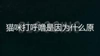貓咪打呼嚕是因為什么原因？貓咪打呼嚕是因為太胖了嗎