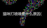 貓咪打噴嚏是什么原因(貓咪打噴嚏吃什么藥最好)