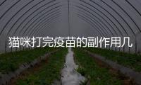 貓咪打完疫苗的副作用幾天(貓咪打疫苗副作用有哪些)