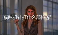 貓咪打針打什么部位(貓咪打針后脖子上有疙瘩結痂)