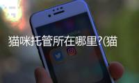 貓咪托管所在哪里?(貓咪托管所在哪里找)