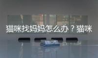 貓咪找媽媽怎么辦？貓咪找小貓