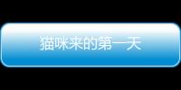 貓咪來的第一天