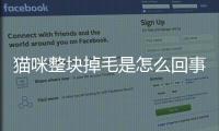 貓咪整塊掉毛是怎么回事(貓咪整塊結痂掉毛)
