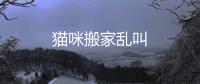 貓咪搬家亂叫