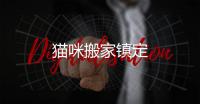 貓咪搬家鎮定