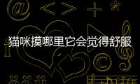 貓咪摸哪里它會覺得舒服(摸貓咪哪里會安撫)