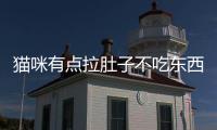 貓咪有點拉肚子不吃東西怎么辦(貓咪拉肚子沒精神不吃東西怎么辦)