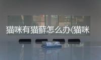 貓咪有貓?zhí)\怎么辦(貓咪貓?zhí)\復(fù)發(fā)了怎么辦)