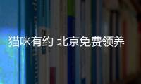 貓咪有約 北京免費領養的地方嗎？北京市貓咪免費領養