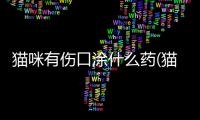 貓咪有傷口涂什么藥(貓咪傷口不愈合怎么辦)