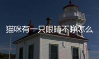 貓咪有一只眼睛不睜怎么回事？貓咪有一只眼睛不睜開怎么辦