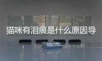 貓咪有淚痕是什么原因導致的(貓咪有淚痕眼屎是什么原因)