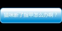 貓咪斷了指甲怎么辦啊？貓 斷指甲