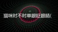 貓咪時不時單眼眨眼睛(貓咪為什么單眼眨眼睛)