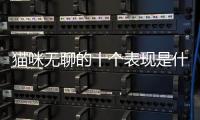 貓咪無聊的十個表現是什么？貓咪無聊的十個表現有哪些