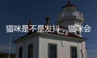 貓咪是不是發抖，貓咪會抖怎么回事