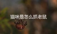 貓咪是怎么抓老鼠