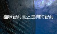 貓咪智商高還是狗狗智商高(貓咪智商和狗狗哪個高)