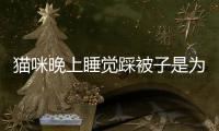 貓咪晚上睡覺踩被子是為什么？貓咪晚上睡覺踩被子正常嗎