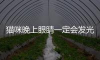 貓咪晚上眼睛一定會發光嗎(貓咪眼睛晚上不發光正常嗎)