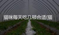 貓咪每天吃幾頓合適(貓咪必須吃的幾樣東西)
