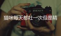 貓咪每天都吐一次但是精神很好(貓咪每天叫個不停是怎么回事)