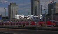 貓咪比狗干凈