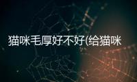 貓咪毛厚好不好(給貓咪外驅蟲 毛厚怎么辦)