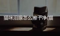 貓咪淚腺怎么擦干凈(貓咪淚腺擦不掉怎么回事)