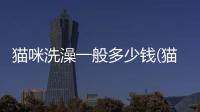 貓咪洗澡一般多少錢(qián)(貓咪洗澡需要注意什么)