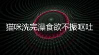 貓咪洗完澡食欲不振嘔吐(貓咪洗完澡后嘔吐)