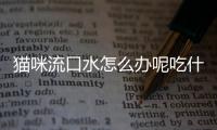 貓咪流口水怎么辦呢吃什么藥？貓咪流口水怎么了