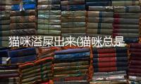 貓咪溢屎出來(貓咪總是溢屎)