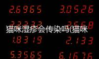 貓咪濕疹會傳染嗎(貓咪濕疹會傳染人嗎)