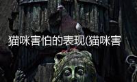 貓咪害怕的表現(貓咪害怕怎么安撫)