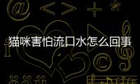 貓咪害怕流口水怎么回事？貓咪害怕流口水粘稠透明
