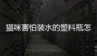 貓咪害怕裝水的塑料瓶怎么辦(貓咪害怕裝水的塑料瓶子)