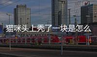 貓咪頭上禿了一塊是怎么回事(貓咪頭上有紅色結痂還掉毛)