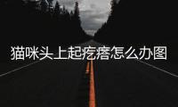 貓咪頭上起疙瘩怎么辦圖片？貓咪頭上起疙瘩怎么辦用什么藥