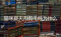 貓咪夏天用剪毛嗎為什么？貓咪夏天有必要剃毛嗎