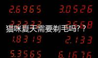 貓咪夏天需要剃毛嗎?？貓咪夏天需要剃毛嗎?太熱了